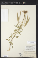 Polanisia dodecandra subsp. riograndensis image