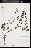 Aureolaria grandiflora image