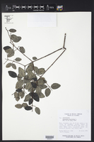 Cameraria latifolia image