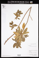 Clutia lanceolata image