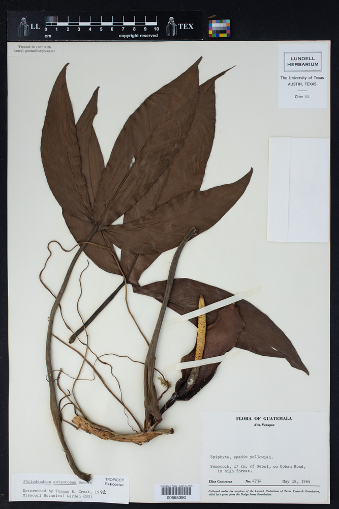 Philodendron anisotomum image
