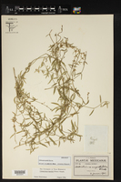 Orthosia angustifolia image
