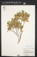 Helietta parvifolia image