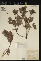 Arctostaphylos silvicola image