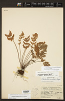 Myriopteris yavapensis image