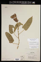 Hibiscus striatus subsp. lambertianus image