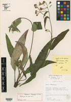 Image of Hieracium beamanii