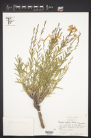 Bouchea linifolia image