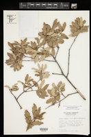 Quercus pungens image