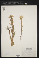 Euphorbia torrida image