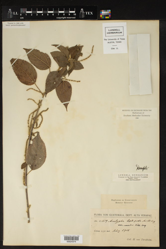 Acalypha leptopoda var. mollis image