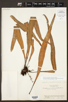 Image of Pleopeltis marginata