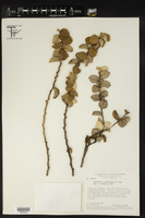 Bernardia crassifolia image