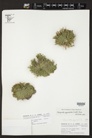 Selaginella gypsophila image