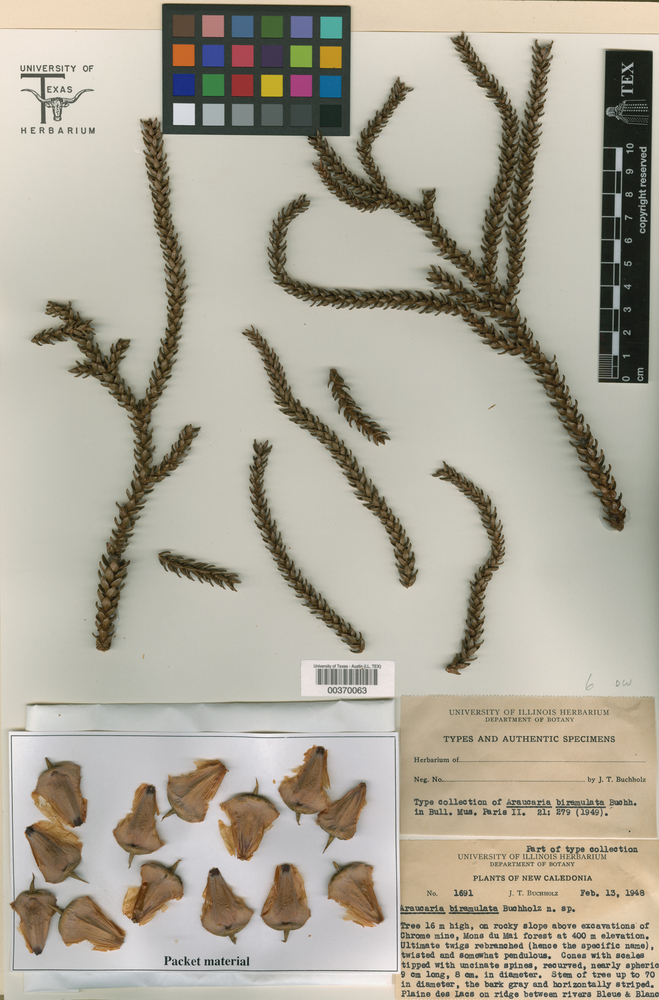 Araucaria biramulata image