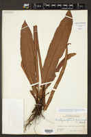 Tectaria panamensis image