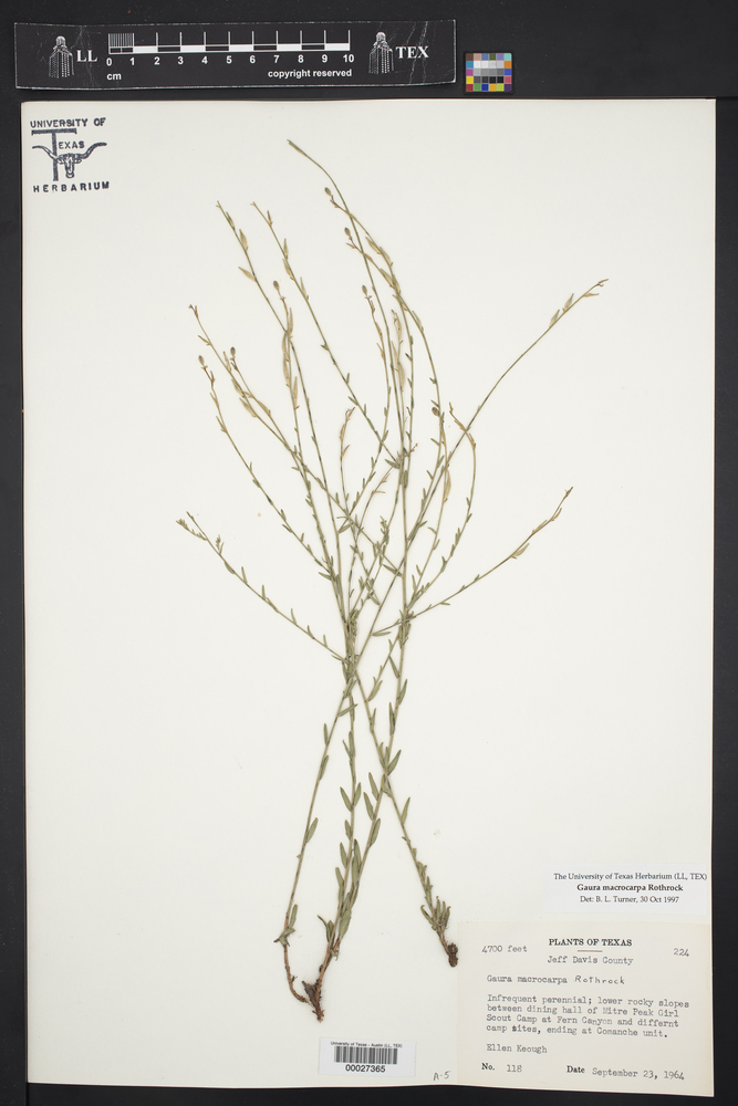 Oenothera arida image