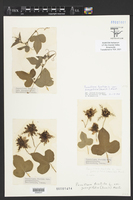 Passiflora foetida var. gossypiifolia image