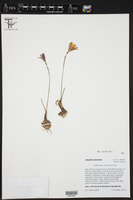 Zephyranthes jonesii image