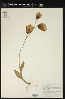 Utricularia endresii image