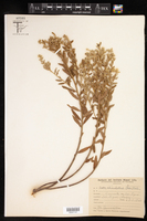 Croton echinulatus image