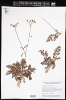 Image of Pelargonium carnosum