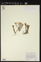 Sedum parvum subsp. nanifolium image