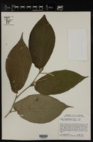 Piper leucophyllum image
