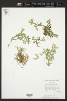 Selaginella subrugosa image