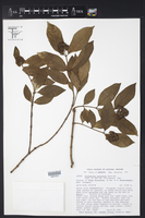 Forsteronia myriantha image