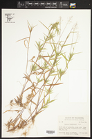 Panicum lindheimeri image