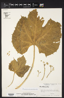 Cnidoscolus multilobus subsp. cylindratus image