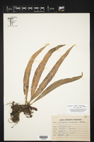 Lepisorus bicolor image