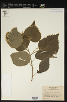 Acalypha wilkesiana image