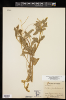 Croton glandulosus var. pubentissimus image