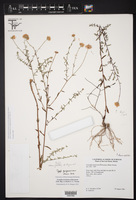 Symphyotrichum trilineatum image