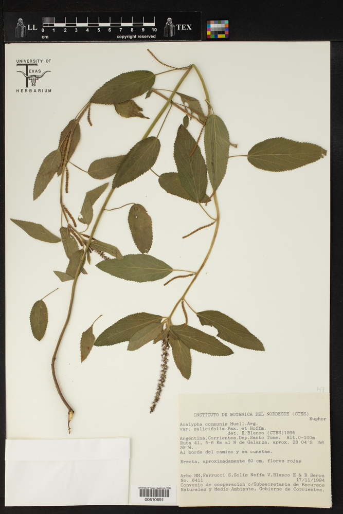 Acalypha communis var. salicifolia image