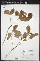 Image of Croton axillaris
