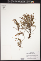 Cassiope mertensiana var. gracilis image