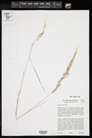 Triraphis mollis image