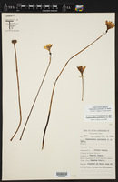 Zephyranthes pulchella image