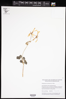 Pelargonium acetosum image