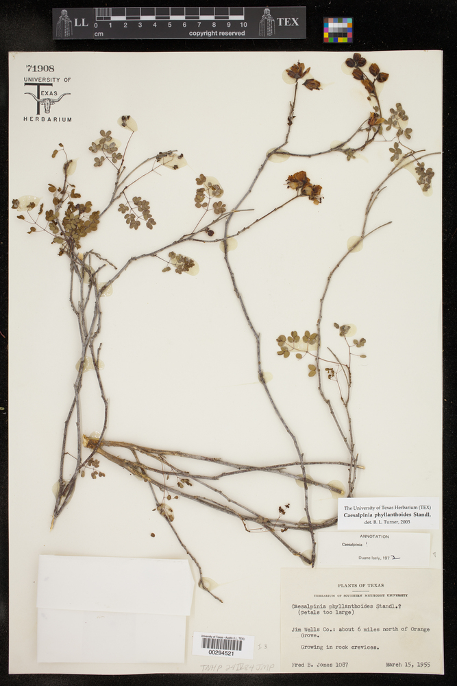 Caesalpinia phyllanthoides image