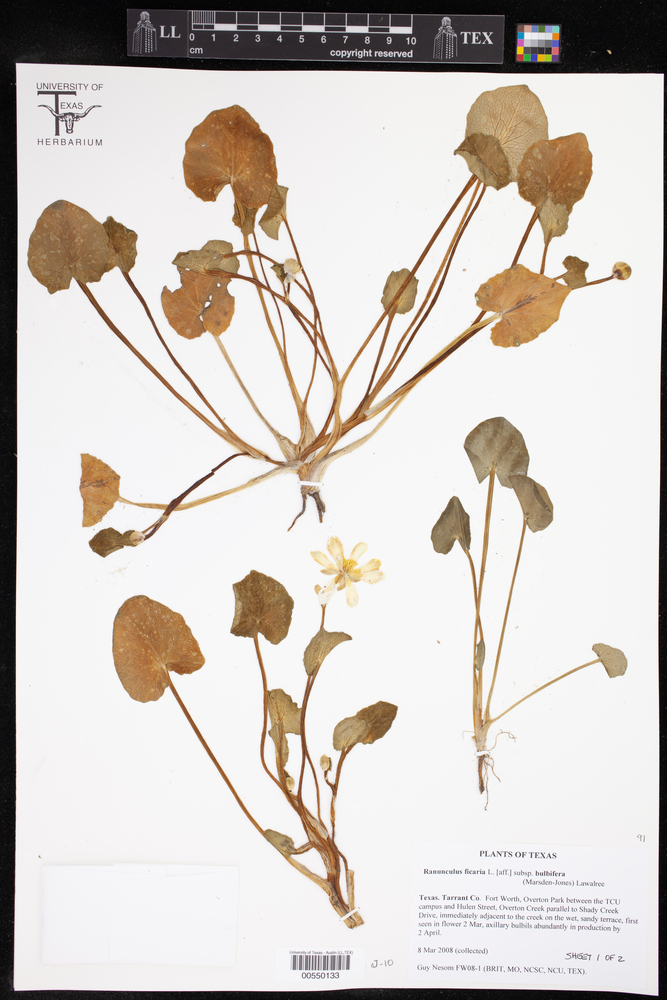 Ficaria verna subsp. bulbifera image