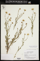 Aphanostephus riddellii image