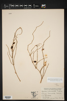 Ephedra pedunculata image