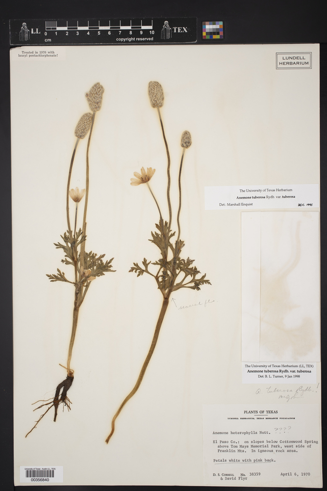 Anemone tuberosa var. tuberosa image