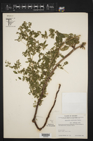Euphorbia multiseta image