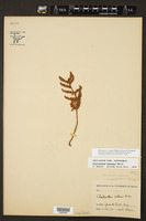 Myriopteris wootonii image