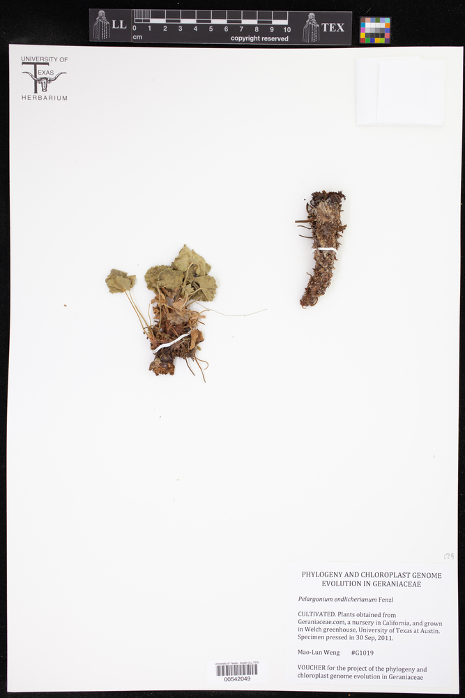Pelargonium endlicherianum image